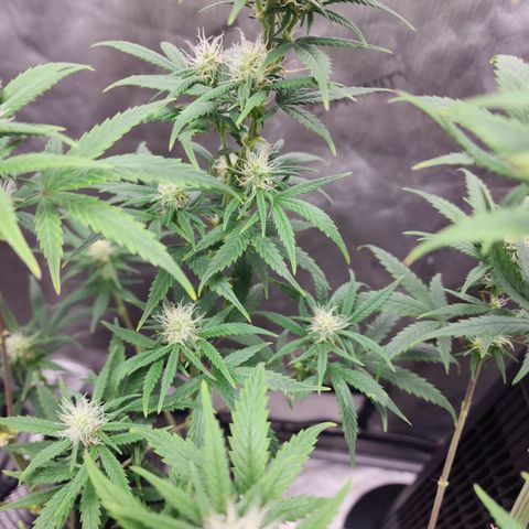 Do Si Dos growlog timeline photo