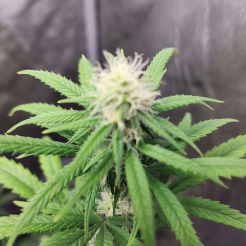Do Si Dos growlog timeline photo