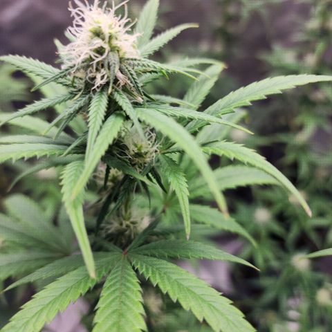 Do Si Dos growlog timeline photo