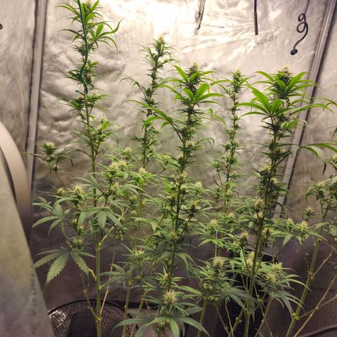 Do Si Dos growlog timeline photo