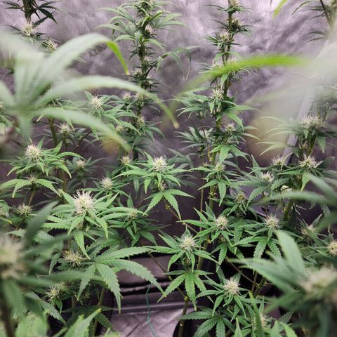 Do Si Dos growlog timeline photo