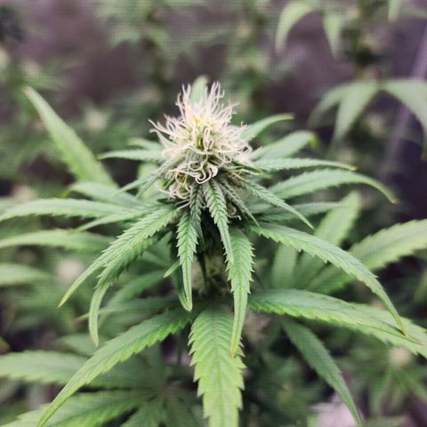 Do Si Dos growlog timeline photo