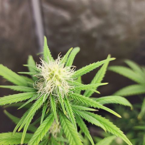 Do Si Dos growlog timeline photo