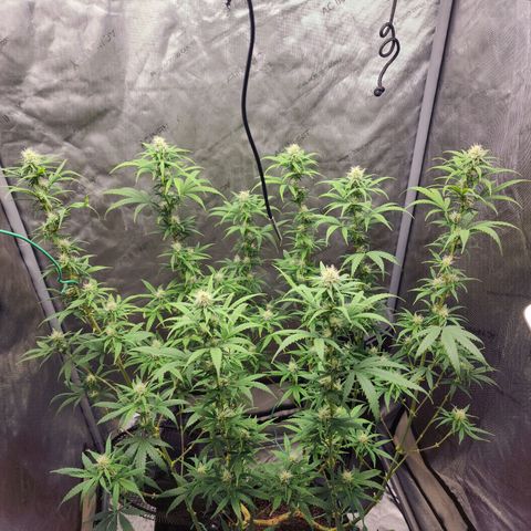 Do Si Dos growlog timeline photo