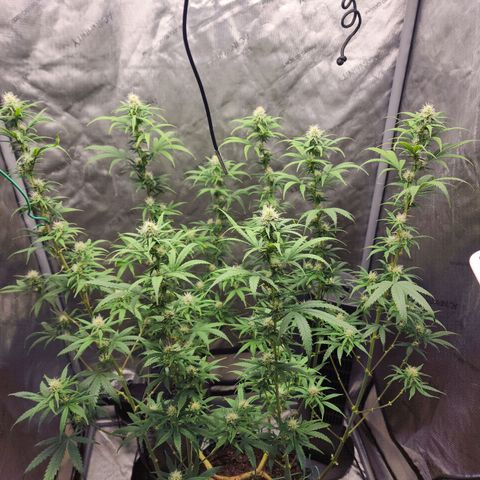 Do Si Dos growlog timeline photo
