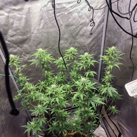 Do Si Dos growlog timeline photo