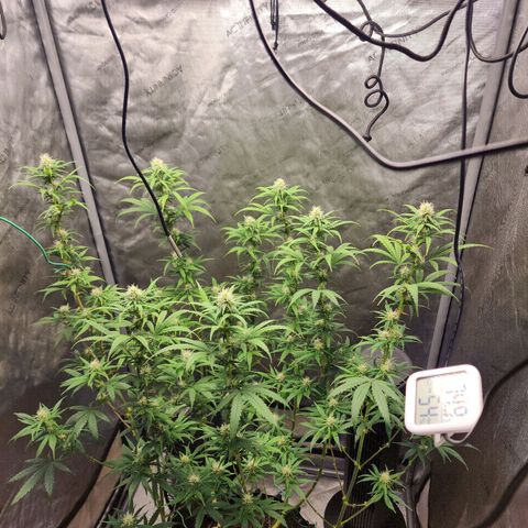 Do Si Dos growlog timeline photo