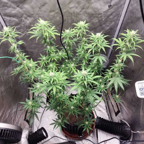 Do Si Dos growlog timeline photo