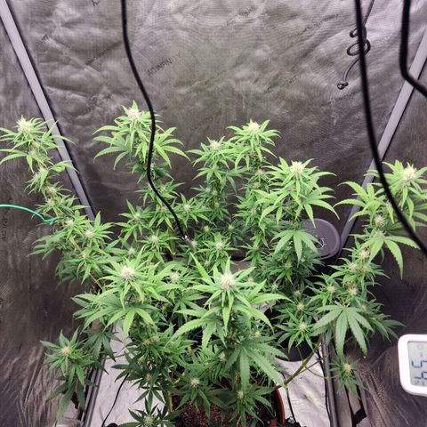 Do Si Dos growlog timeline photo