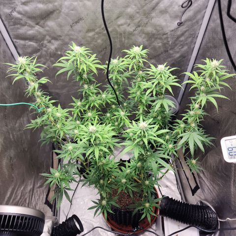 Do Si Dos growlog timeline photo