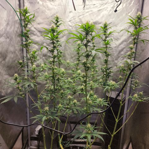 Do Si Dos growlog timeline photo
