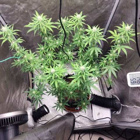 Do Si Dos growlog timeline photo