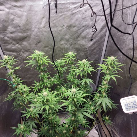Do Si Dos growlog timeline photo