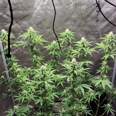 Do Si Dos growlog timeline photo