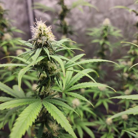 Do Si Dos growlog timeline photo