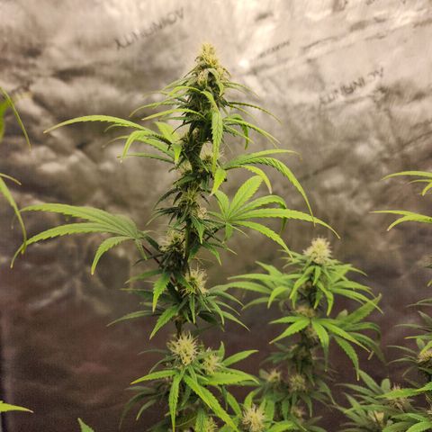 Do Si Dos growlog timeline photo