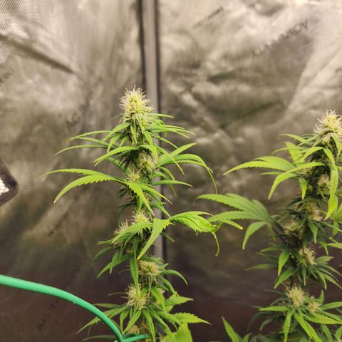 Do Si Dos growlog timeline photo