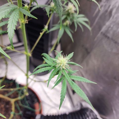 Do Si Dos growlog timeline photo