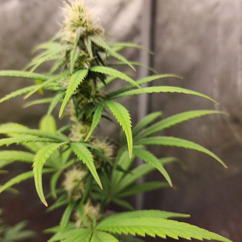Do Si Dos growlog timeline photo