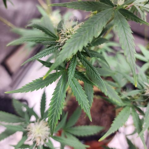 Do Si Dos growlog timeline photo