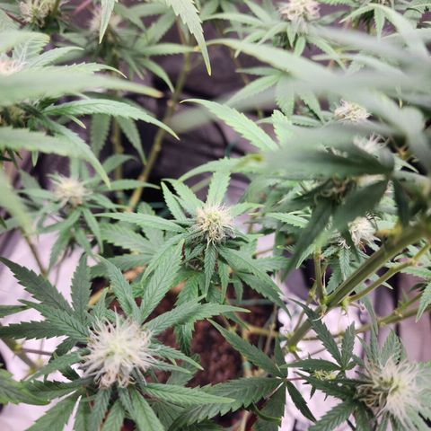 Do Si Dos growlog timeline photo
