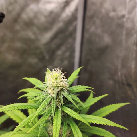 Do Si Dos growlog timeline photo
