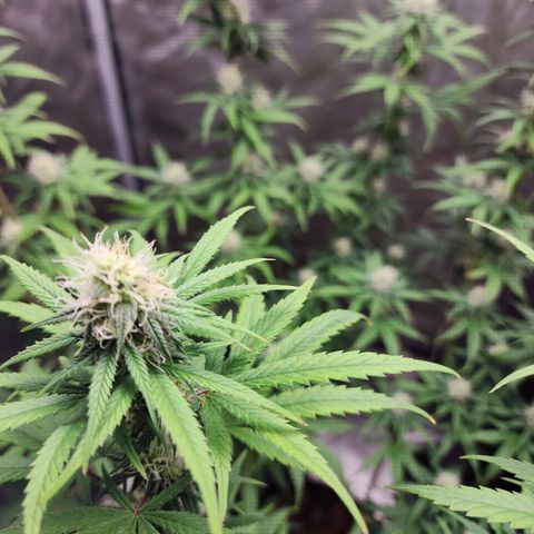 Do Si Dos growlog timeline photo