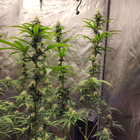 Do Si Dos growlog timeline photo