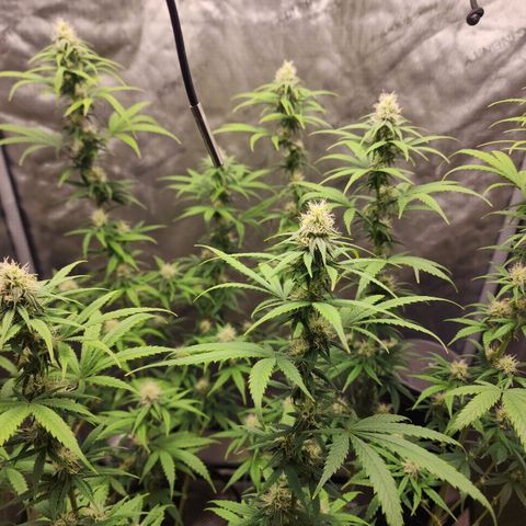 Do Si Dos growlog timeline photo
