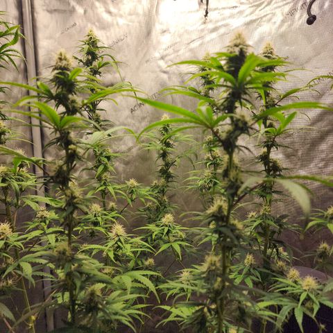 Do Si Dos growlog timeline photo