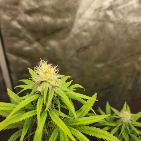 Do Si Dos growlog timeline photo