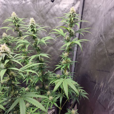 Do Si Dos growlog timeline photo