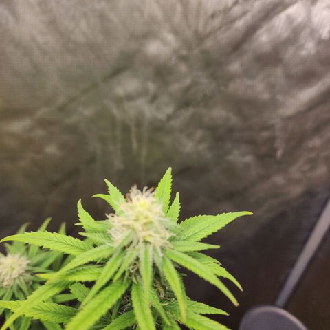 Do Si Dos growlog timeline photo
