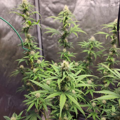 Do Si Dos growlog timeline photo