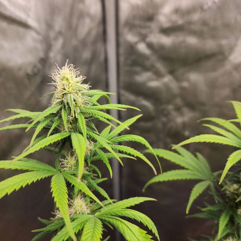 Do Si Dos growlog timeline photo