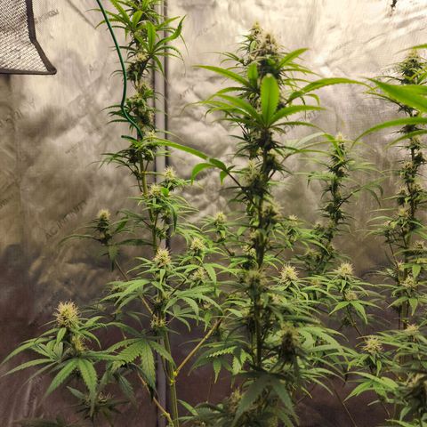 Do Si Dos growlog timeline photo