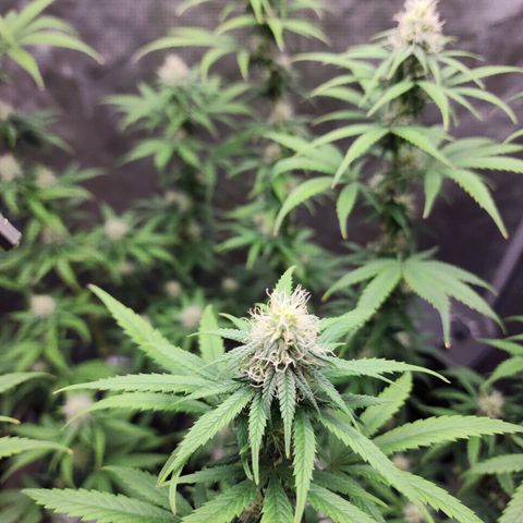 Do Si Dos growlog timeline photo