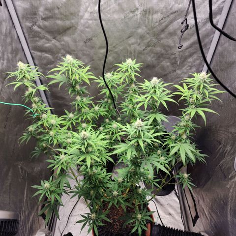 Do Si Dos growlog timeline photo
