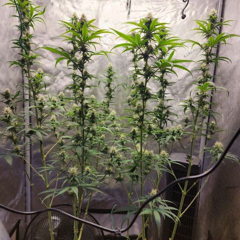 Do Si Dos growlog timeline photo