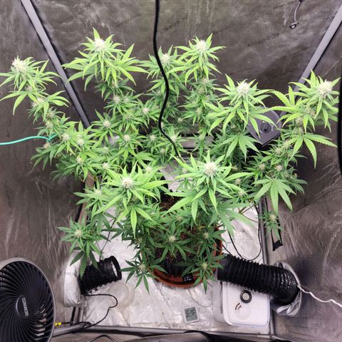 Do Si Dos growlog timeline photo