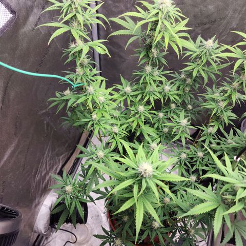 Do Si Dos growlog timeline photo