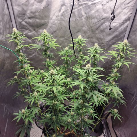 Do Si Dos growlog timeline photo