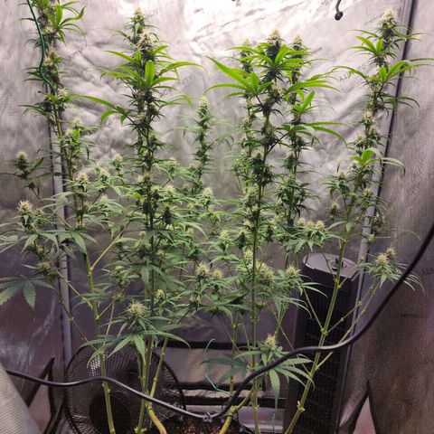 Do Si Dos growlog timeline photo