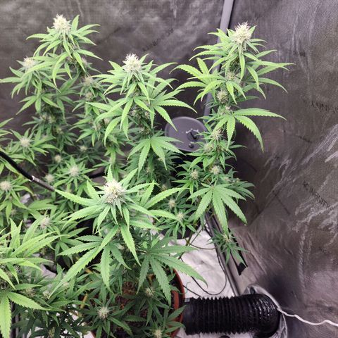 Do Si Dos growlog timeline photo
