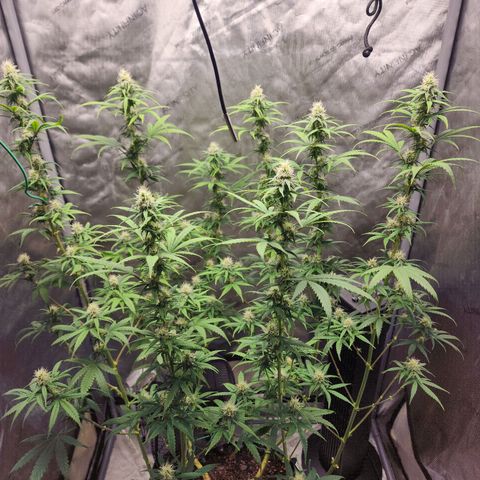 Do Si Dos growlog timeline photo