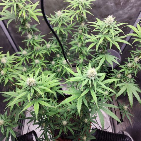 Do Si Dos growlog timeline photo