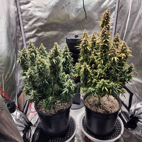 Critical Purple Auto growlog in Grow tent p