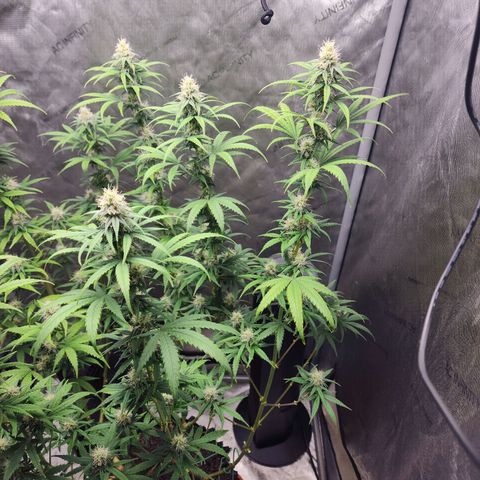 Do Si Dos growlog timeline photo