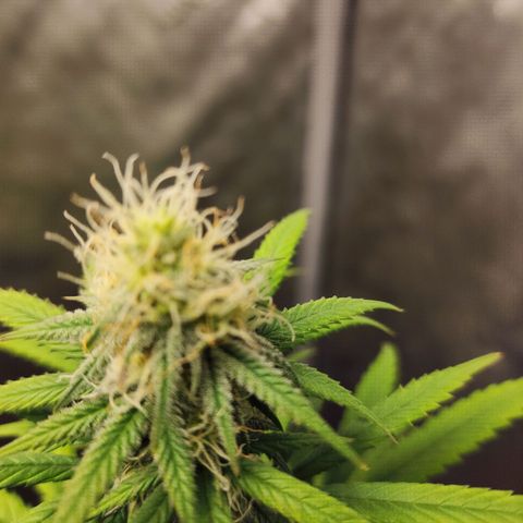 Do Si Dos growlog timeline photo