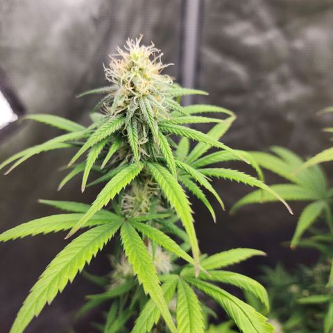 Do Si Dos growlog timeline photo